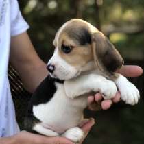 Бигль Сургут, в Сургуте