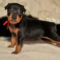 Пинчер Новокуйбышев, в Новокуйбышевске