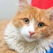 С Оксфордом жизнь изменится к лучшему, в Москве