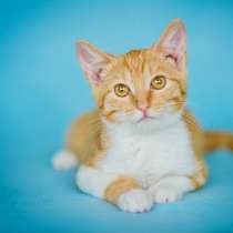 Котенок Алиса - рыжая хвостатая белка в дар, в Москве