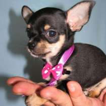 Чихуахуа Магнитогорск, в Магнитогорске