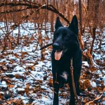 Черная овчарка - редкая красавица собака ищет дом, в г.Санкт-Петербург