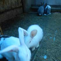 Продам кроликов, в Магнитогорске