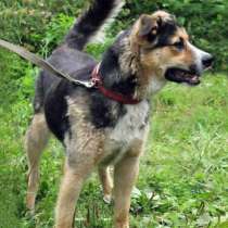 Ваш самый верный друг Молодой домашний пес Рэд, в Москве