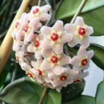 Цветы комнатные, в Иркутске