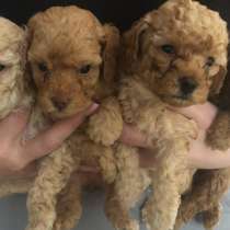 Той-пудель щенки, в Анапе