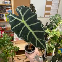 Алоказия Полли, в Пензе