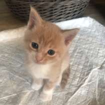 Котята в добрые руки, в Тюмени