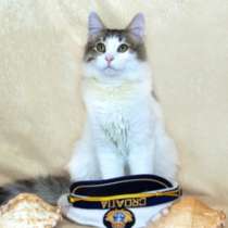 Отдам даром Веселый озорник Тоша, чудесный котик, в Москве