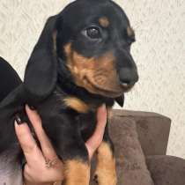 Собаки, в Москве