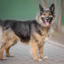 Марта ищет хозяина, в Москве