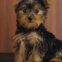 Йоркширский терьер Муром, в Муроме