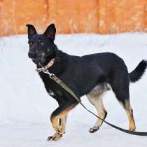 Метис овчарки, в Москве