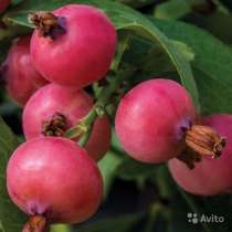 Голубика Pink Lemonade, в Волгограде