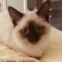 Продам тайского котёнка (девочка) 3 месяца, в г.Минск