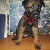 Щенки бельгийской овчарки, в Москве