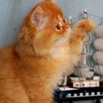 Рыжик, в Санкт-Петербурге