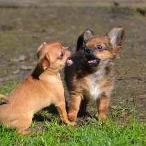 Миниатюрные щенки чихуахуа, в Санкт-Петербурге