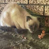 Вислоухая кошка, в Махачкале