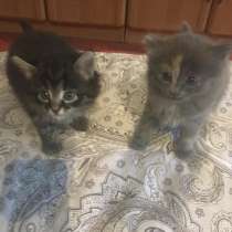 Отдам котиков в добрые руки, в Москве