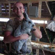 Продажа кроликов, в Ессентуках