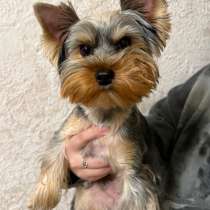 Йоркширский терьер мини, в Магнитогорске