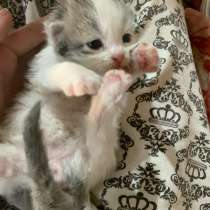 Отдам маму кошку с двумя котятами в хорошие руки, в Липецке