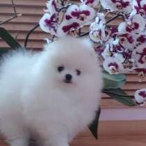 Щенки померанский шпиц мини мишка плюшевый, в г.Варшава