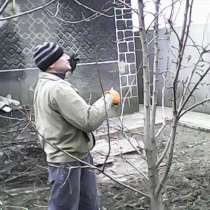 Подрезка фруктовых деревьев в Донецке, в г.Донецк