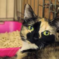 Очаровательная Фани в поисках нового дома, в Москве