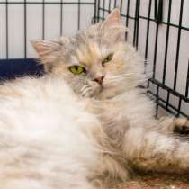 Джессика Альба надеется на лучшее будущее, в Москве