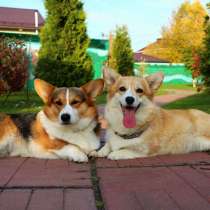 Щенки корги, в Москве