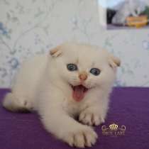 Scottish fold, в Махачкале