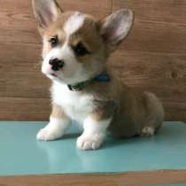 Корги Череповец, в Череповце