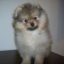 щенков померанского шпица., в Москве