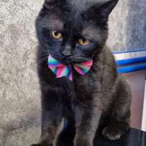 Совершенно сказочный чёрненький котик Маврик, в г.Москва