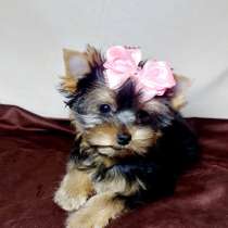 Йорк ЩЕНКИ, в Екатеринбурге