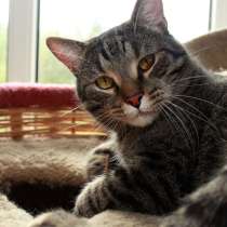 Барсик – котик компаньон. Молодой кот в добрые руки, в Калуге