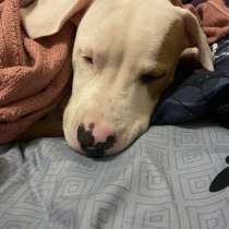 Продам Стаффорда !, в Екатеринбурге