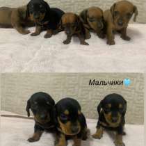 Щенки таксы, в Пятигорске