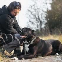 Молодой алабай Джаза в дар, в Москве