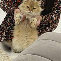 Продам золотую шиншиллу, в Грозном