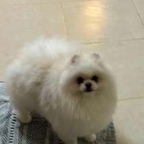 Очарочательный мальчик померанского шпица, в г.Аланья