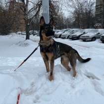 Томас ищет новую семью), в Москве