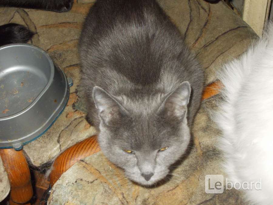 русская голубая кошка челябинск