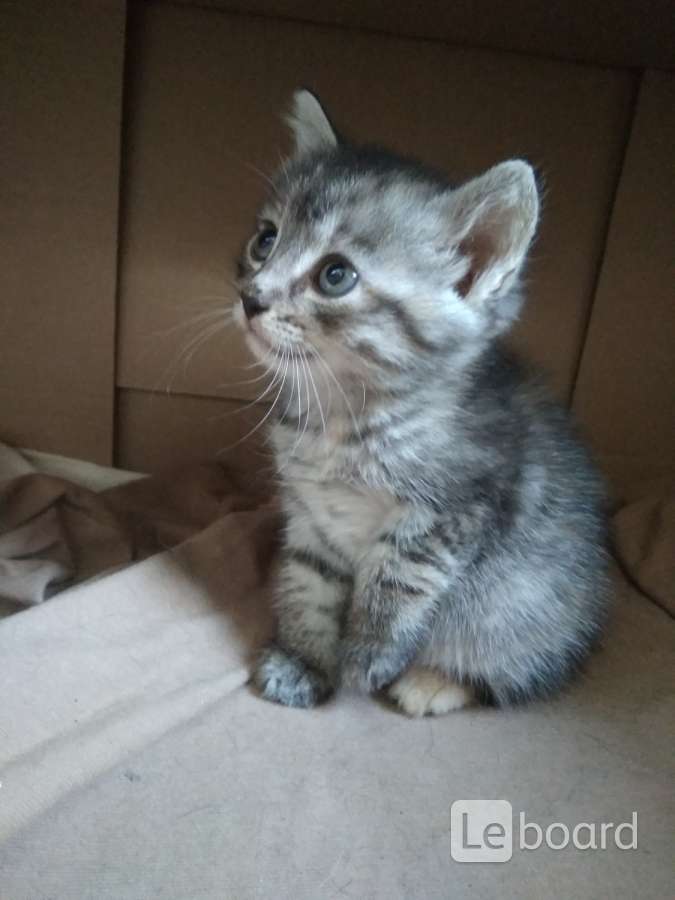 Куфар гомель котики