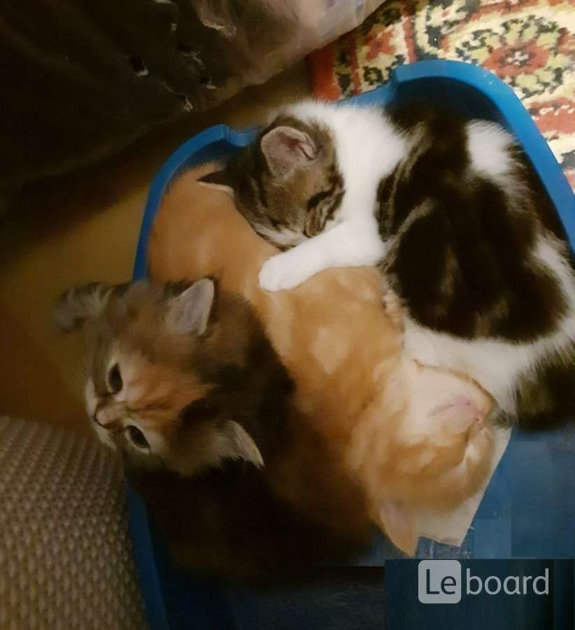 Где Купить Котенка В Краснодаре