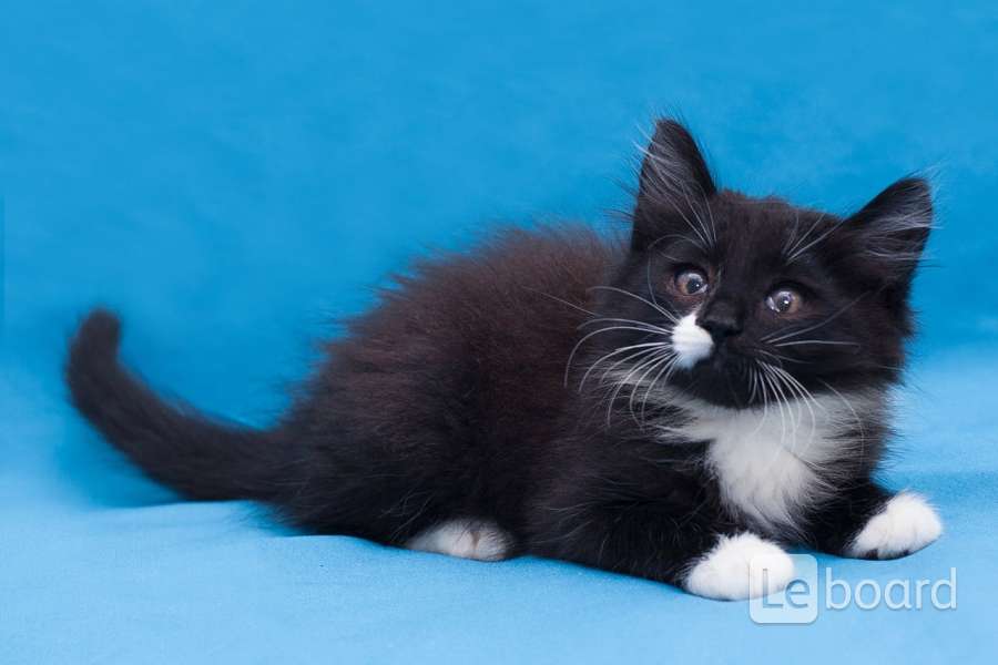 Маскарадный кот черный с белой грудкой. Бело-черный котенок в добрые руки. Черный пушистый кот беспородный. Чёрные котята в добрые руки. Черные котята в добрые