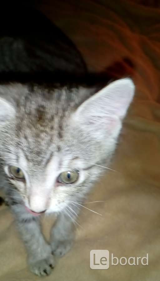 отдам в добрые руки нижни