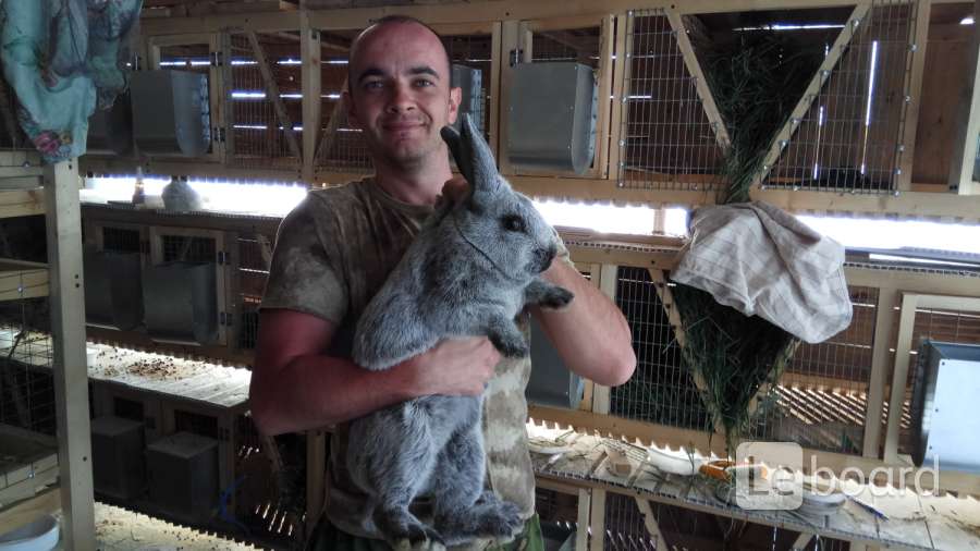 Купить кроликов в орле. Кролик Ессентуки. Ессентуки животные. Ремонтный Молодняк кроликов. Купить кроликов в Навои.